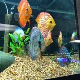 Discus!!! Discus!!!