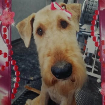 Perfect Pet Spaw - Pet Groomers Near Me - Temecula, California