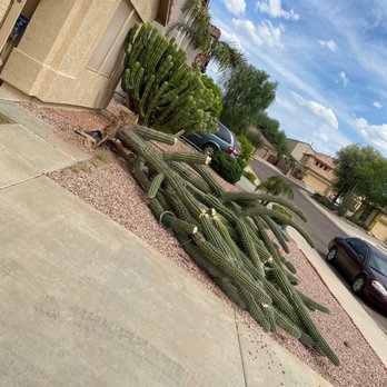 A.C.E.L maintenance - I woke up to this but Robert's team came to the rescue - Tree Services Near Me