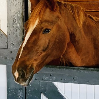 Kentucky Horse Park - Parks Near Me - Lexington, Kentucky Kentucky Horse Park - Parks Near Me - Lexington, Kentucky