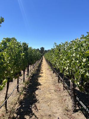 James Cole Winery by null