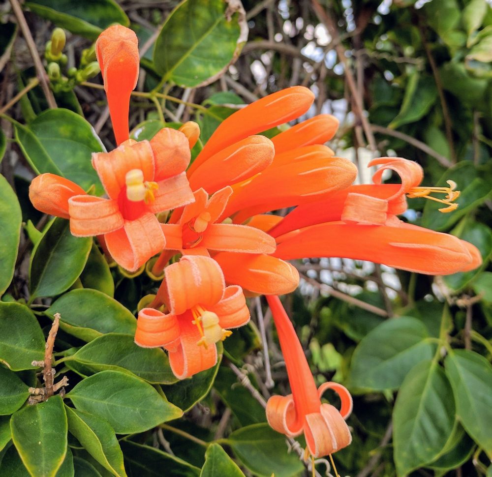 Riviera Golf Estates Homeowners - social services organization in Naples, FL