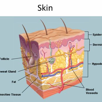 Electrolysis by Cathy - The makeup of our skin - Hair Removal Near Me - Appleton, Wisconsin Electrolysis by Cathy - The makeup of our skin - Hair Removal Near Me - Appleton, Wisconsin