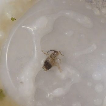 Asian Garden - Disgusting bug. - Chinese Near Me - Boston, Massachusetts Asian Garden - Disgusting bug. - Chinese Near Me - Boston, Massachusetts
