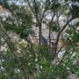 Photo of Classy Oak Tree Care
