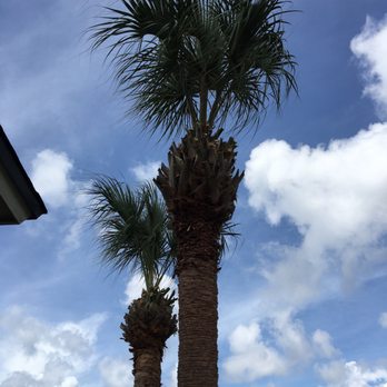 Alford's Tree Service - 2 of 4 palms trimmed and debris hauled away! - Tree Services Near Me