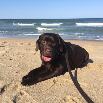 One Dog At A Time - Dog Walkers Near Me One Dog At A Time - Dog Walkers Near Me