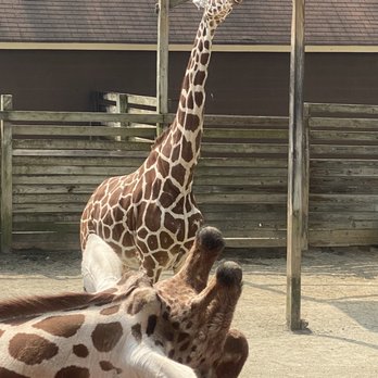 Metro Richmond Zoo - Zoos Near Me - Moseley, Virginia