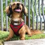 Photo of Ray of Sunshine Pet Care