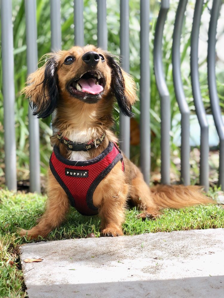 Ray of Sunshine Pet Care - pet boarding facility in Miami, FL