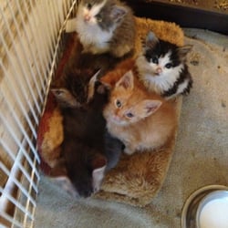 Paws Animal Shelter