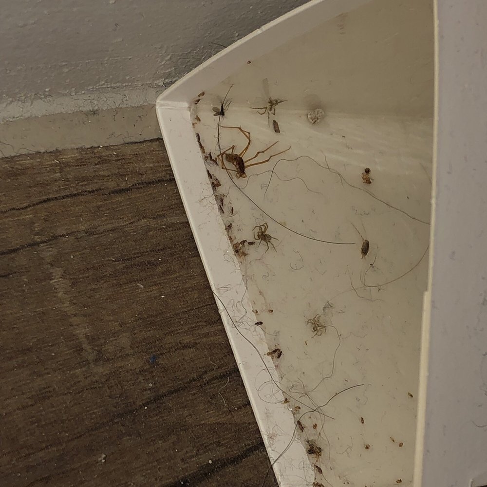 District at Greenbriar Apartments - 8 spiders in just one trap - Apartments Near Me - Houston, Texas