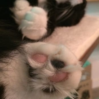 Catfe - Cafes Near Me - Vancouver, British Columbia Catfe - Cafes Near Me - Vancouver, British Columbia