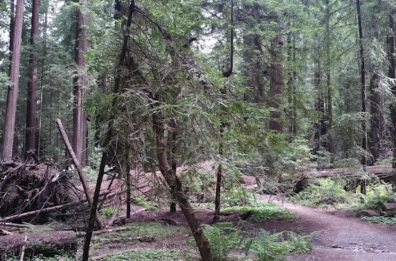 Humboldt Redwoods Inn by null