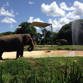 Zoo Miami - Elephants at dinner - Zoos Near Me - Miami, Florida Zoo Miami - Elephants at dinner - Zoos Near Me - Miami, Florida