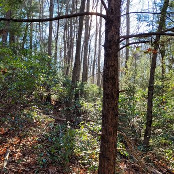 Swan Preserve Trails - Mountain Laurel: where deers sleep, I assume - Hiking Near Me Swan Preserve Trails - Mountain Laurel: where deers sleep, I assume - Hiking Near Me