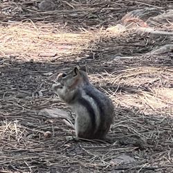 Sinkhole Campground - Chipmunks are crazy at this place and will eat food left out.
