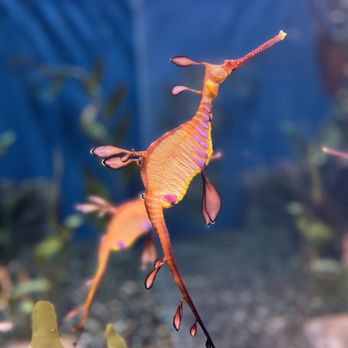 Georgia Aquarium - sea dragon - Aquariums Near Me - Atlanta, Georgia Georgia Aquarium - sea dragon - Aquariums Near Me - Atlanta, Georgia