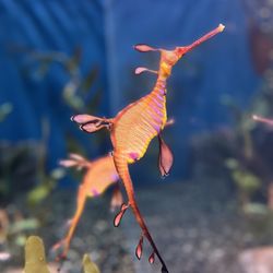 Georgia Aquarium - Sea dragon