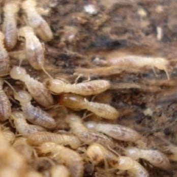 Rose Extermination - Pest Control Near Me - Saint Louis, Missouri Rose Extermination - Pest Control Near Me - Saint Louis, Missouri