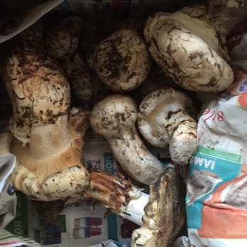 Shop & Save Market - Matsutake arrived via FedEx yesterday from my brother - Grocery Near Me - Chicago, Illinois Shop & Save Market - Matsutake arrived via FedEx yesterday from my brother - Grocery Near Me - Chicago, Illinois