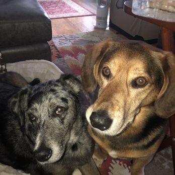 Anything But Snakes Inc. - County and Clyde "telling" Lynne they want to walk. - Pet Sitting Near Me Anything But Snakes Inc. - County and Clyde "telling" Lynne they want to walk. - Pet Sitting Near Me