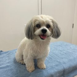 Animal Hospital of Watsonville - A very happy girl