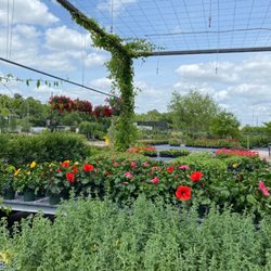 Newton Nurseries - Austin