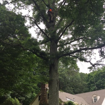 Honest Tree Service - Tree Services Near Me Honest Tree Service - Tree Services Near Me