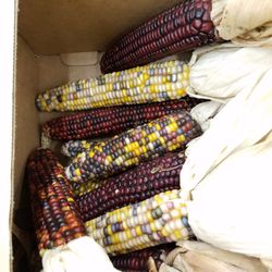 Winco Foods - the ornamental corns