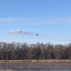 Great Meadows National Wildlife Refuge - We saw an eagle. Cool