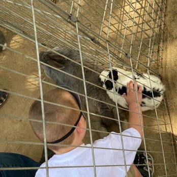 Reptacular Animals - So many bunnies - Party & Event Planning Near Me - Sun Valley, California Reptacular Animals - So many bunnies - Party & Event Planning Near Me - Sun Valley, California