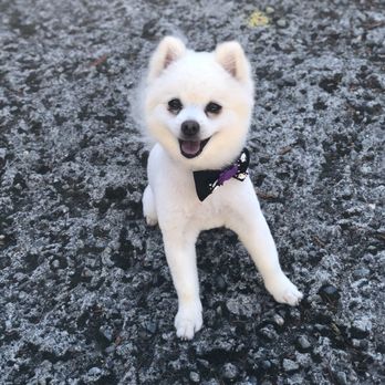 DesiLu's Pet Boutique, LLC - Pet Groomers Near Me - Lynnwood, Washington DesiLu's Pet Boutique, LLC - Pet Groomers Near Me - Lynnwood, Washington