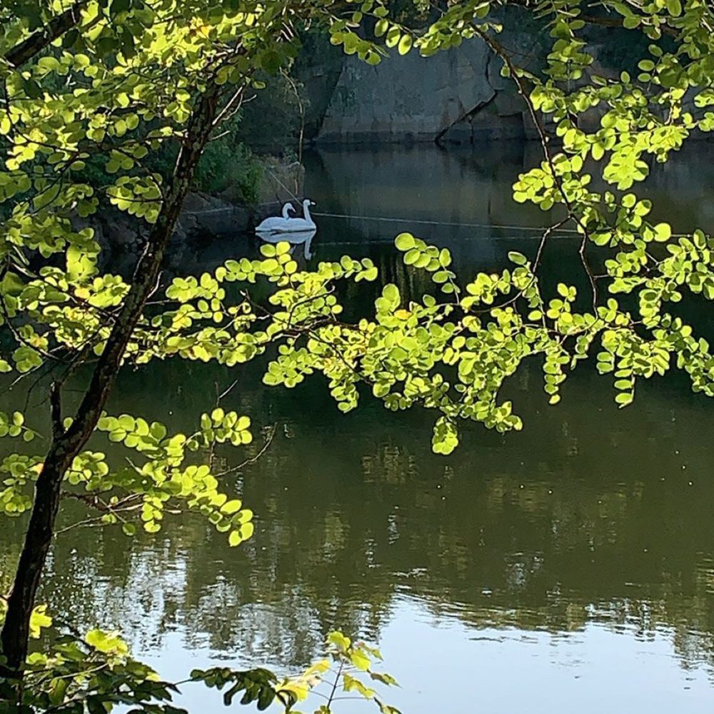 The Quarry Restaurant - Fake swans. Starred at them for way to long. - Italian Near Me - Hingham, Massachusetts