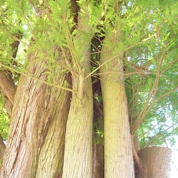 Arboretum
