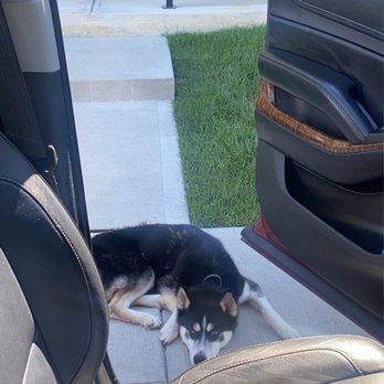 Off Leash K9 Training - Thanos just hanging out while I cleaned the car. No leash, no problems. People walking by and he stayed put. - Pet Training Near Me - Mechanicsburg, Ohio Off Leash K9 Training - Thanos just hanging out while I cleaned the car. No leash, no problems. People walking by and he stayed put. - Pet Training Near Me - Mechanicsburg, Ohio
