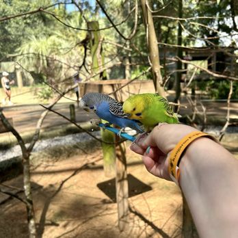 Zoo World - Feed the birds! - Zoos Near Me - Panama City Beach, Florida Zoo World - Feed the birds! - Zoos Near Me - Panama City Beach, Florida