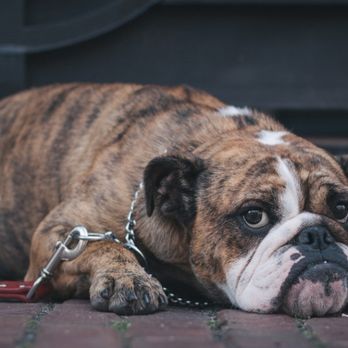Wag Westlake - I want to go for a walk - Dog Walkers Near Me - Austin, Texas