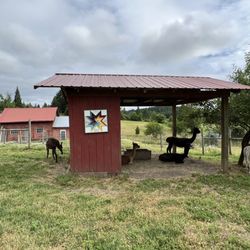 Aragon Alpacas