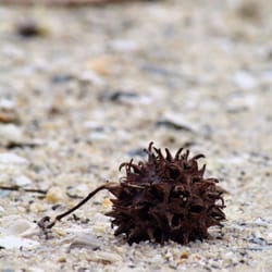 Fort Boykin - Sweetgum Pod follows me everywhere--even on the beach.