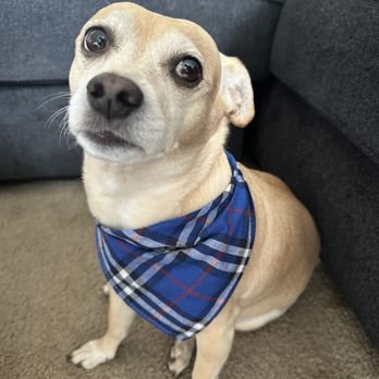 Disco Dogs Mobile Spa - Pet Groomers Near Me - San Diego, California