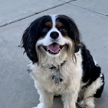 Poppaea Vineyard - Vineyard dog Max - Wineries Near Me - Ramona, California