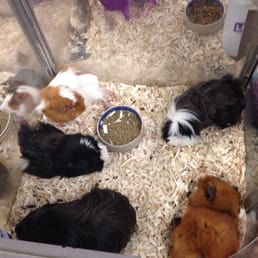 5 guinea pigs in a crowded cage. 5 guinea pigs in a crowded cage.