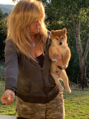 morningstar river shibas