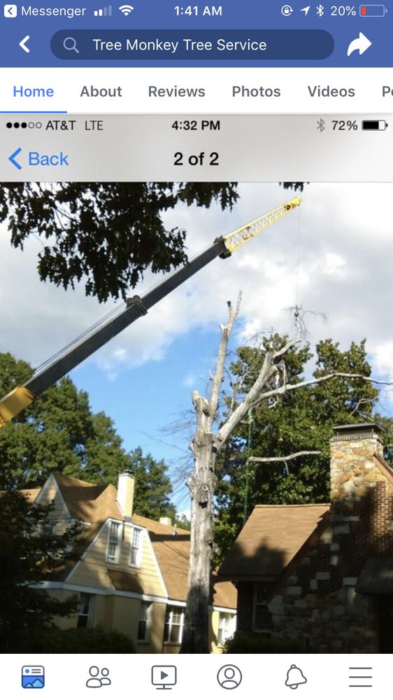TREE MONKEY TREE SERVICE - Updated June 2026 - 41 Photos - 5157 Mason ...
