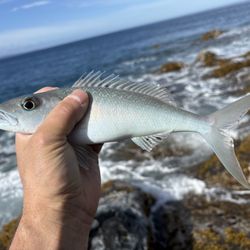 Maui Shore Fishing Guides