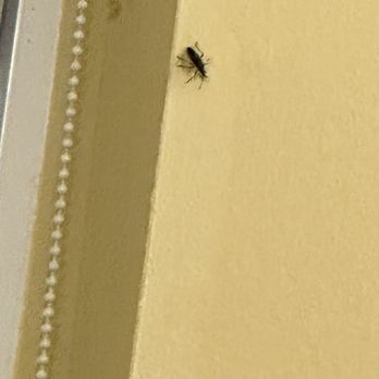 Olde Dutch - Another roach near kitchen - American Near Me - Logan, Ohio Olde Dutch - Another roach near kitchen - American Near Me - Logan, Ohio