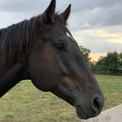 Lucky Horse Stables