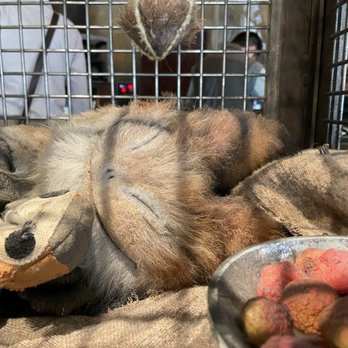 Creature Stall - Gift Shops Near Me - Anaheim, California