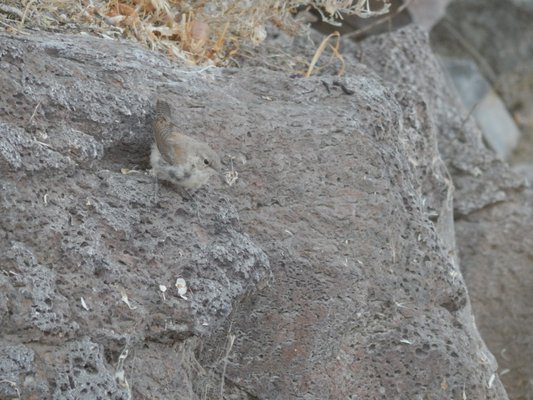 Wanapum Recreation Area by null